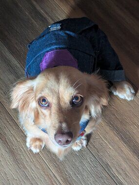 Handmade Cute and Cool Denim Dog Bibs with Tan Trim